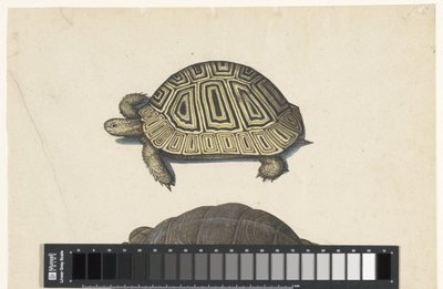 Landschildpad Lombard album (serietitel) av Anonymous