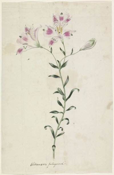 Leslie (Alstroemeria Pellegrina) av Anonymous