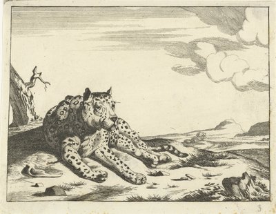 Liggande leopard, sedd framifrån, benen till höger av Anonymous