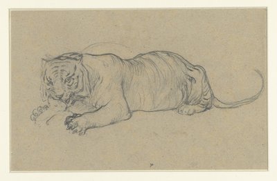 Liggande tiger sliter en bit kött av Anonymous