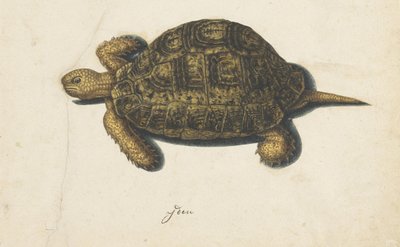 terrapin Lombard album (serietitel) av Anonymous