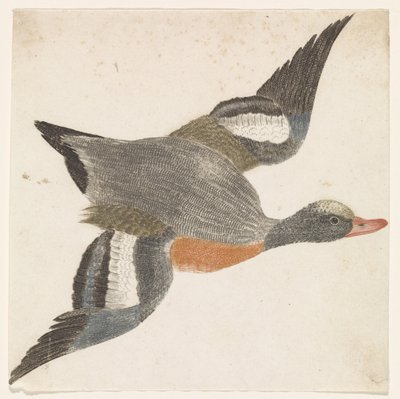 Widgeon som flyger höger (anka) av Anonymous