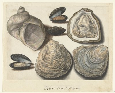 Ostron, musslor och månhorn Ostras Caracol Pichinas (titel på objekt) Lombard album (serietitel) av Anonymous