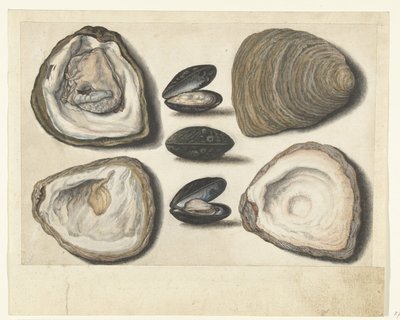 Ostron och musslor Lombard album (serietitel) av Anonymous