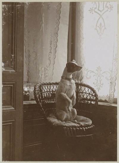 Hund som sitter i en stol vid ett fönster av Anonymous