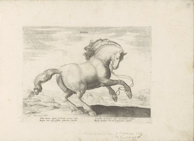 Paard uit Danemarken danska (titel på objekt) Paardenrassen uit de Koninklijke stallen van Don Juan van Oostenrijk (serietitel) Hästen, där alla typer av adelsmän: beteendet hos hästar som skiljer sig från olika delar av världen utvalda (...) (serietitel p av Anonymous