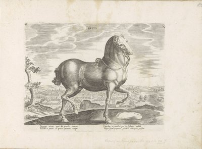 Paard uit Engeland Brito (titel på objekt) Paardenrassen uit de Koninklijke stallen van Don Juan van Oostenrijk (serietitel) Hästen, där alla typer av adelsmän: beteendet hos hästar som skiljer sig från olika delar av världen utvalda (...) (serietitel på o av Anonymous