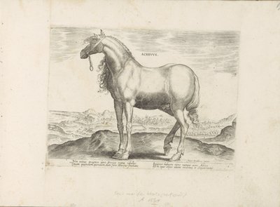 Paard från Grekland Achivus (titel på objekt) Paardenrassen uit de Koninklijke stallen van Don Juan van Oostenrijk (serietitel) Hästen, där alla typer av adelsmän: beteendet hos hästar som skiljer sig från olika delar av världen utvalda (...) (serietitel p av Anonymous