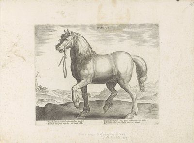 Paard uit Gulik (Juliacus) Julia (titel på objekt) Paardenrassen uit de Koninklijke stallen van Don Juan van Oostenrijk (serietitel) Hästen, där alla typer av adelsmän: utvalda från olika delar av världen kännetecknas av hästarnas beteende (...) (serie av av Anonymous