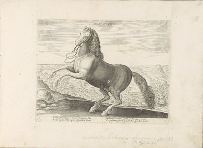 Paard ut Neapel napolitansk (titel på objekt) Paardenrassen uit de Koninklijke stallen van Don Juan van Oostenrijk (serietitel) Hästen, där alla typer av adelsmän: beteendet hos hästar som skiljer sig från olika delar av världen utvalda (...) (serietitel p av Anonymous