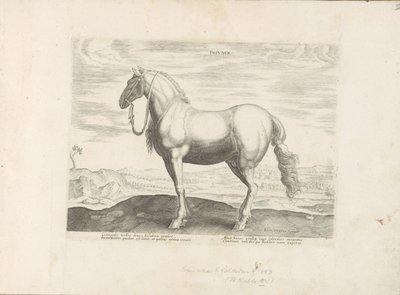 Paard ut Noord-Italien Insuber (titel på objekt) Paardenrassen uit de Koninklijke stallen van Don Juan van Oostenrijk (serietitel) Hästen, där alla typer av adelsmän: beteendet hos hästar som skiljer sig från olika delar av världen utvalda (...) (serietite av Anonymous