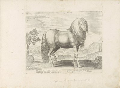 Paard uit Roemenië (nederländska) Dacus (titel på objekt) Paardenrassen uit de Koninklijke stallen van Don Juan van Oostenrijk (serietitel) Hästen, där alla typer av adelsmän: beteendet hos hästar som skiljer sig från olika delar av världen utvalda (...) ( av Anonymous