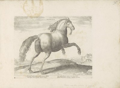Paard ut Spanien Spanska (titel på objekt) Paardenrassen uit de Koninklijke stallen van Don Juan van Oostenrijk (serietitel) Hästen, där alla typer av adelsmän: beteendet hos hästar som skiljer sig från olika delar av världen utvalda (...) (serietitel på o av Anonymous