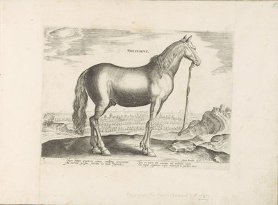 Paard uit Thessalië テッサリア (オブジェクトのタイトル) Paardenrassen uit de Koninklijke Stalen van Don Juan van Oostenrijk (シリーズ タイトル) あらゆる種類の貴族が乗っている馬：世界各地から選ばれた馬の行動 (...) (シリーズ タイトル onswedish av Anonymous