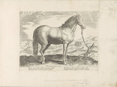 Paard ut Turkiet turkiska (titel på objekt) Paardenrassen uit de Koninklijke stallen van Don Juan van Oostenrijk (serietitel) Hästen, där alla typer av adelsmän: beteendet hos hästar som skiljer sig från olika delar av världen utvalda (...) (serietitel på  av Anonymous