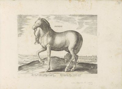Paard van Sicilie Siculus (titel på objekt) Paardenrassen uit de Koninklijke stallen van Don Juan van Oostenrijk (serietitel) Hästen, där alla typer av adelsmän: beteendet hos hästar som skiljer sig från olika delar av världen utvalda (...) (serietitel på  av Anonymous