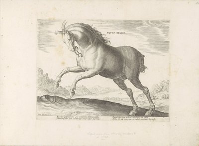 Paard van het ras Royal Horse (de Koninklijke) The Royal Horse (titel på objekt) Paardenrassen uit de Koninklijke stallen van Don Juan van Oostenrijk (serietitel) En häst, där alla typer av adelsmän: kännetecknas av seder av hästar från olika delar av värl av Anonymous