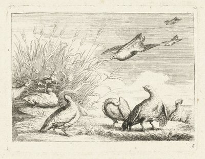 Rapphöns Native Birds (serietitel) av Anonymous