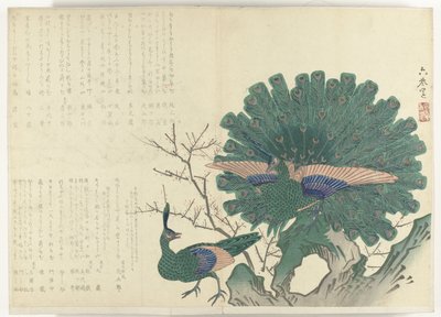 Påfåglar Album Shijo-surimono från perioden 1840-1900 (serietitel) av Anonymous