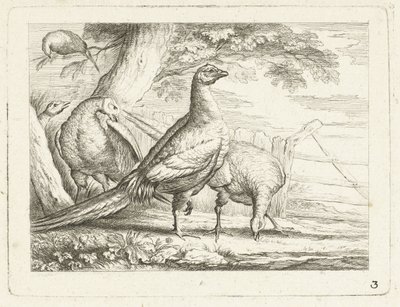 Picka kycklingar Native Birds (serietitel) av Anonymous