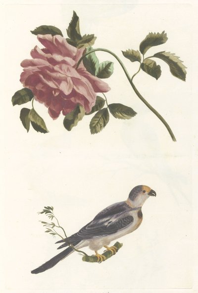 Rose och Parakit av Anonymous