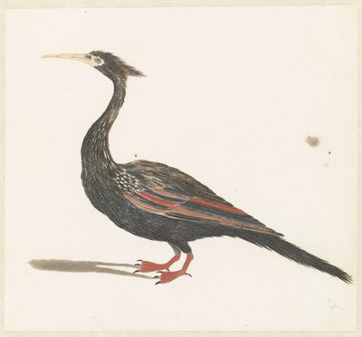 Snakeneck Vogel av Anonymous