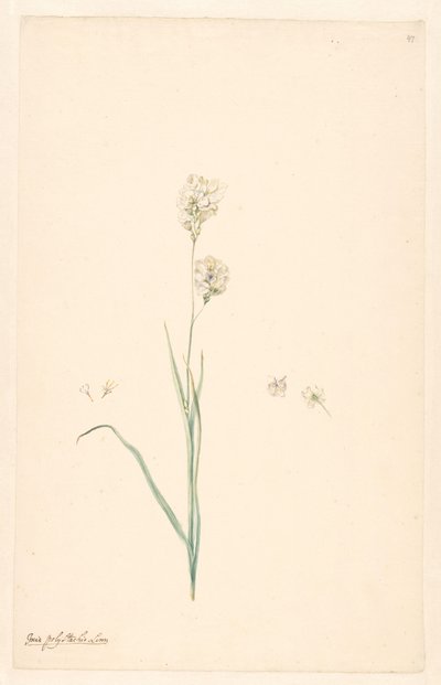 Gren av Ixia polystachya med pistill och blomdetaljer av Anonymous