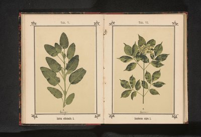 Gren av en riktig visman Salvia officinalis. L. (titel på objekt) av Anonymous