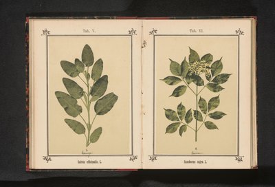 Gren av en vanlig äldre Sambucus nigra. L. (titel på objekt) av Anonymous