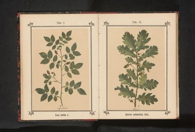 Gren av en hundros Rosa canina (titel på objekt) av Anonymous
