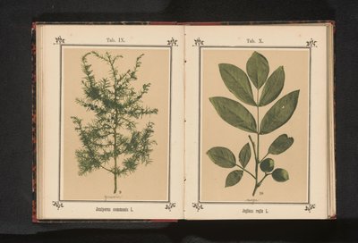 En gren av en enbär Juniperus communis L. (titel på objekt) av Anonymous
