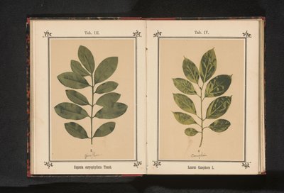En gren av ett kamferträd Laurus Camphora L. (titel på objekt) av Anonymous