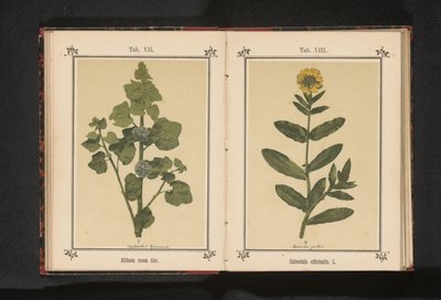 Gren av en stockros Althaea rosea Cav. (titel på objekt) av Anonymous