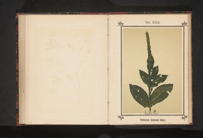 Toorts Verbascum Schraderi Meyer (titel på objekt) av Anonymous