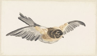 Vliegende keep (Fringilla montifringilla) av Anonymous