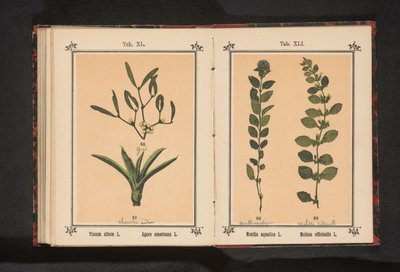 Vatten mynta och citronmeliss Mentha aquatica L. Melissa officinalis L. (titel på objekt) av Anonymous