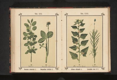 Wedgedoorn och vattentorka löv Rhamnus cathartica L. Menyanthes trifoliata L. (titel på objekt) av Anonymous
