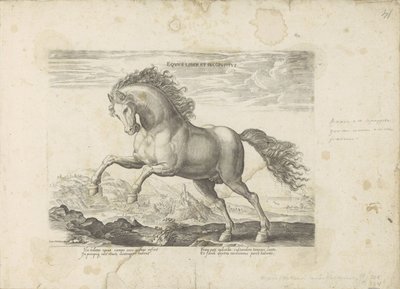 Vildhäst Equus Liber et Incopositus (titel på objekt) Hästen, där alla typer av adelsmän: beteendet hos hästar som skiljer sig från olika delar av världen utvalda (...) (serietitel på objekt) av Anonymous