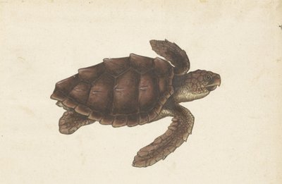 Zeeschildpad Tortugas - Eretmochelys imbricata / Hawksbill Turtle / karetschildpad (titel på objekt) Lombard album (serietitel) av Anonymous