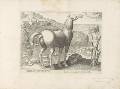 Zephyrus befrukt en merrie Paardenrassen uit de Koninklijke stallen van Don Juan van Oostenrijk (serietitel) Hästen, där alla typer av adelsmän: beteendet hos hästar som skiljer sig från olika delar av världen utvalda (...) (serietitel på objekt) av Anonymous