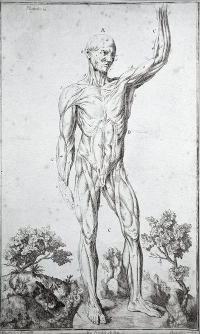 Anatomisk studie av det mänskliga muskelsystemet (gravyr av Anonymous Anonymous