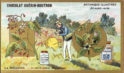 Belladonna: den söta bittra, medicin. Gravyr (kromo). Reklamkromolitografi för Guerin-Boutron-choklad, sent 1800-tal. Illustree Botanical Series. av Anonymous Anonymous