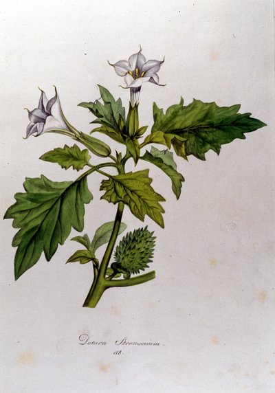 Botanisk tavla: Datura Stramonium (Datura stramoine eller stramoine officinale). Gravyr i "Flora Monacensis" av Franz von Paula Schrank (1747-1835), tysk naturforskare, Monaco 1816. av Anonymous Anonymous