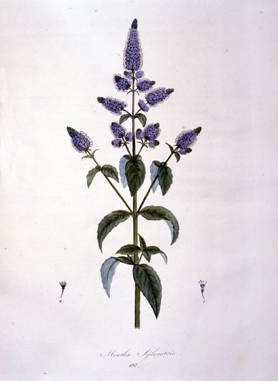 Botanisk tavla: vild mynta (mentha sylvestris). 1800-talsgravyr. av Anonymous Anonymous