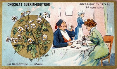 Kamomill: infusion. Gravyr (kromo). Reklamkromolitografi för Guerin-Boutron-choklad, sent 1800-tal. Illustree Botanical Series. av Anonymous Anonymous