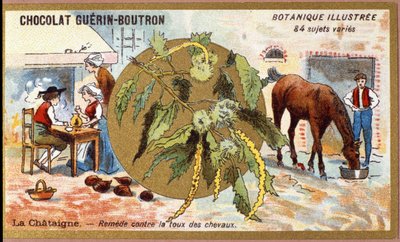 La Chestaigne: bota hästens hosta. Gravyr (kromo). Reklamkromolitografi för Guerin-Boutron-choklad, sent 1800-tal. Illustree Botanical Series. av Anonymous Anonymous