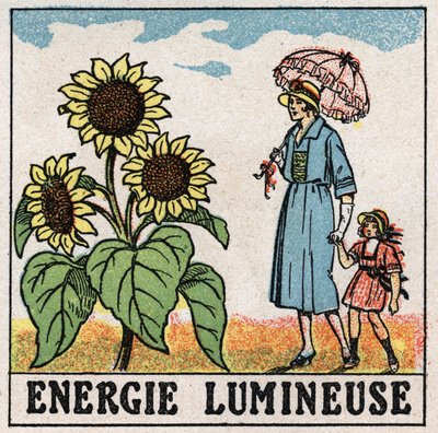 Ljusenergi: solros påverkas av solljus. Anonym illustration från 1925. Privat samling. av Anonymous Anonymous