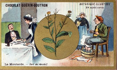 Senap fungerar som ett motbjudande. Gravyr (kromo). Reklamkromolitografi för Guerin-Boutron-choklad, sent 1800-tal. Illustree Botanical Series. av Anonymous Anonymous