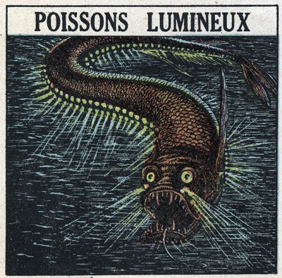 Fosforescens: lysande fisk. Anonym illustration från 1925. Privat samling. av Anonymous Anonymous