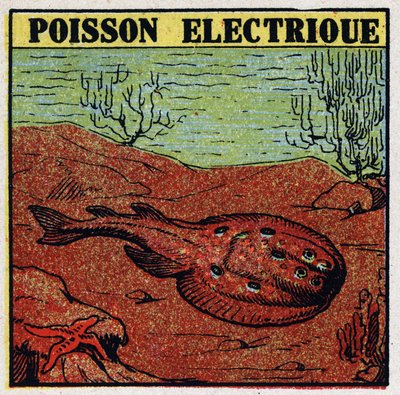 Fysiologiska effekter av elektrit: elektrisk fisk. Anonym illustration från 1925. Privat samling. av Anonymous Anonymous